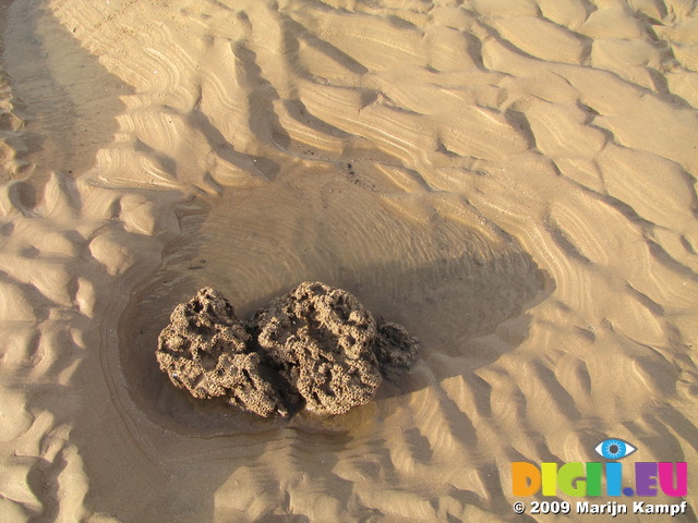 SX10521 Reef formed by Honeycomb worm (Sabellaria alveolata) on beach near Porthcawl